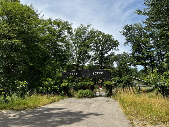 Deer Forest - July 2 2022 Photo (newer photo)